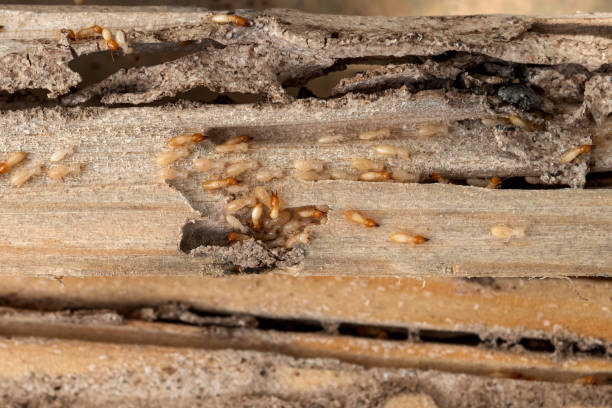 Trusted Shaw, MS Pest Control Experts